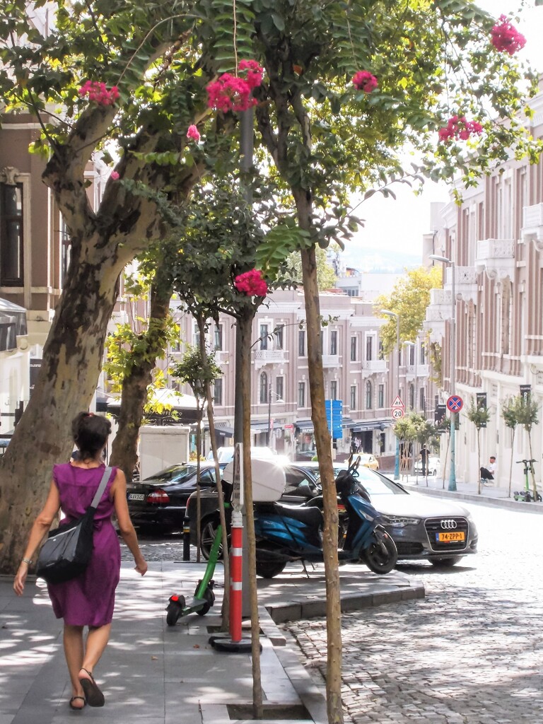 夏の後ろ姿～　サルスベリ～