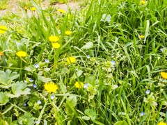 …すみれタンポポ　こき混ぜて　三世の仏に…