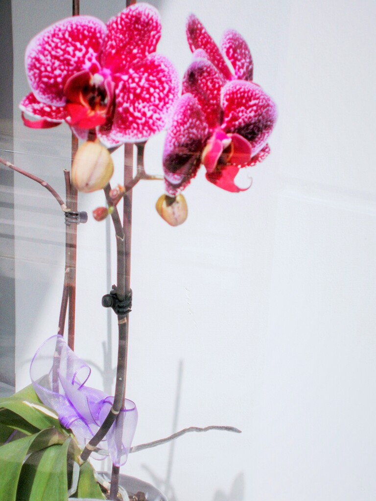 沢山の窓辺で道行く人たちのために～♡　乗り切りましょう！