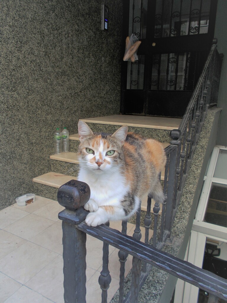 お節介なおばさんタイプかも…？