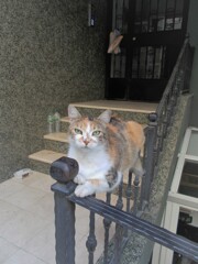 お節介なおばさんタイプかも…？