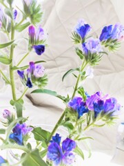 ハルリンドウ…かな？　パープルから瑠璃色に変わっていきます…