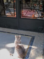 別嬪ニャンが映ってるね～☆　だーれ？