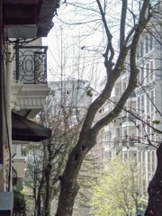 新緑が遠い外国の美しい春の様で哀しい…