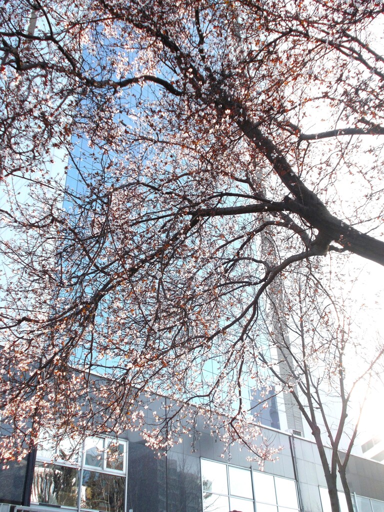 公園のスモモの花 Erik Çiçeği が咲いたよ～～♪