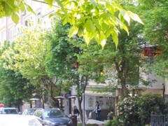 いつもの春より新緑やタンポポが嬉しいのはコロナのおかげ？