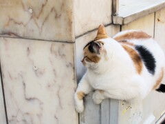 狭くなんか…全然ニャイもん！