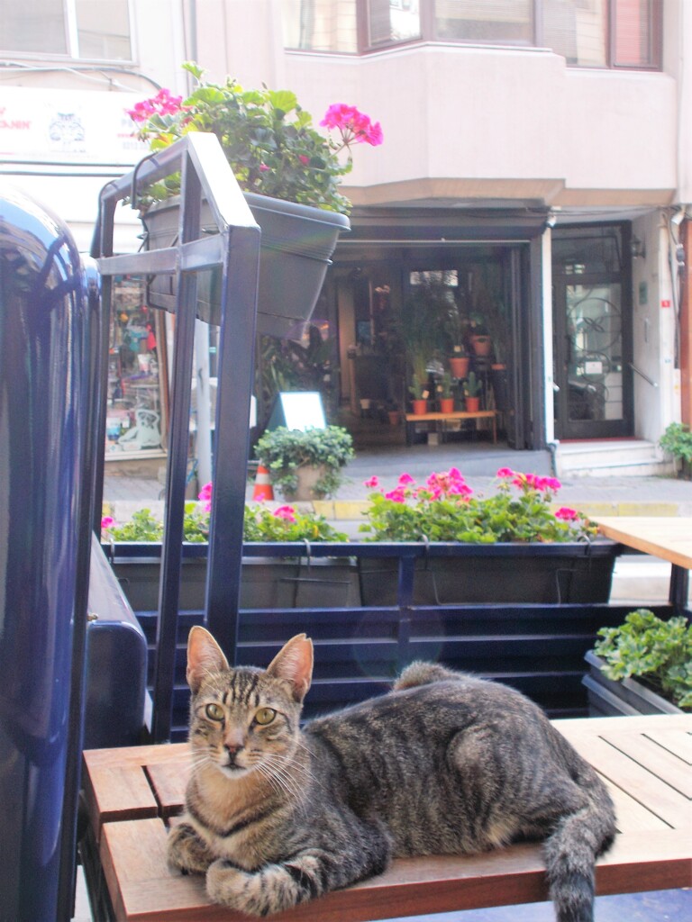 エジプトの猫の女神　バステト　みたいな顔立ちの子～☆