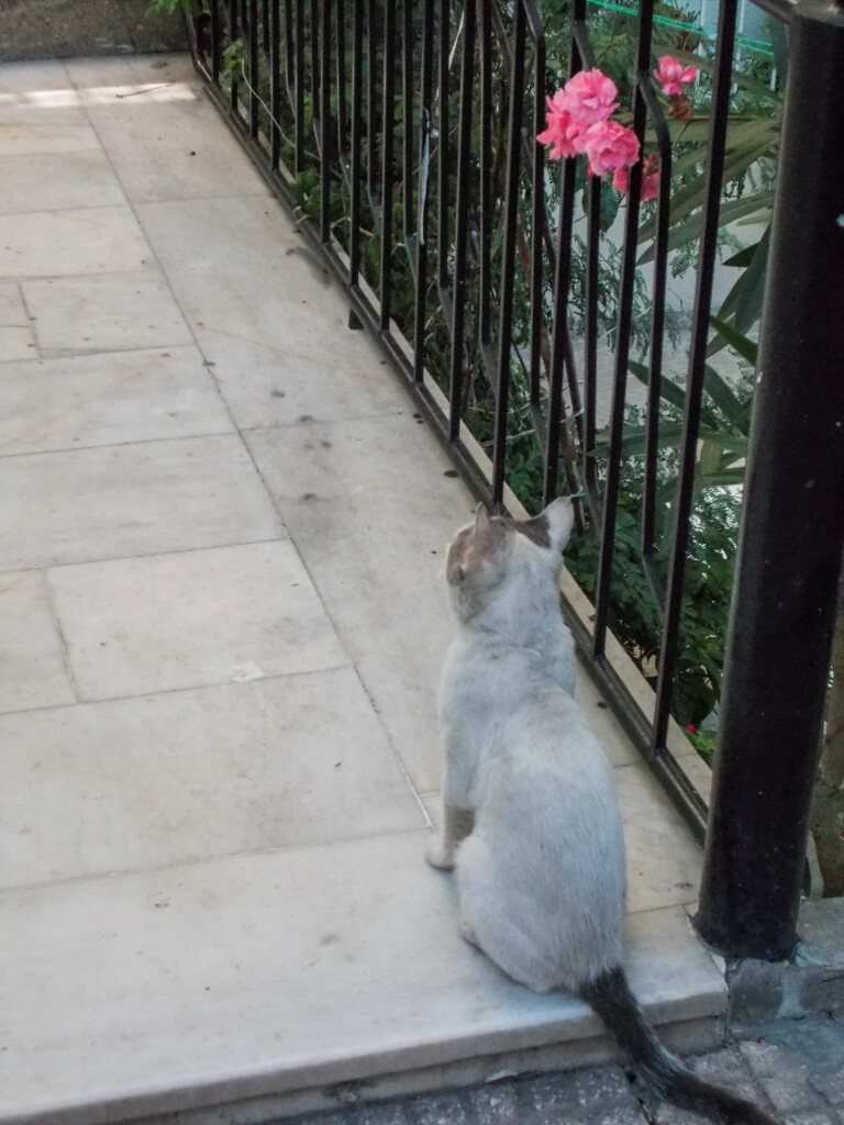 決意…　”いい猫にニャル！”