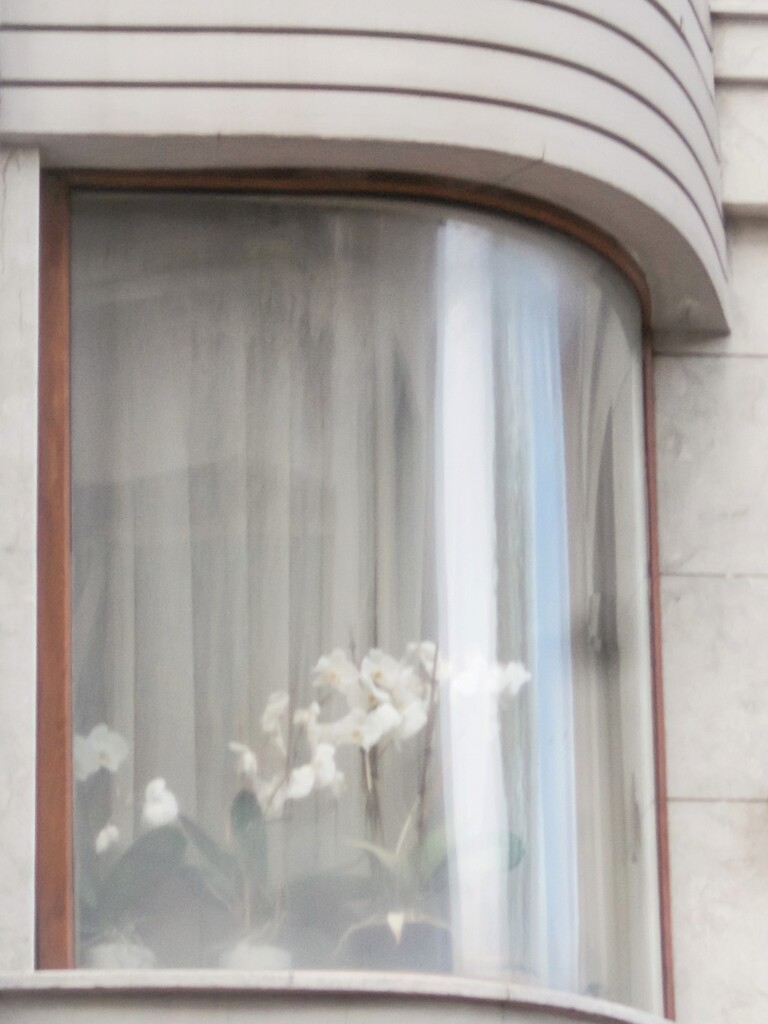 窓～　道行く人の為に～♡　住人はきっと…