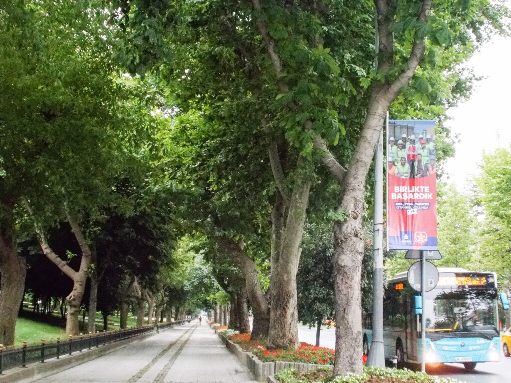 私の朝～　大好きな並木道にちょっと寄り道～