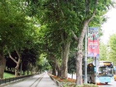 私の朝～　大好きな並木道にちょっと寄り道～