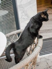 黒たんの華麗なボディーライン～♡