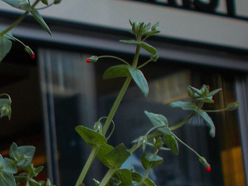 明日の朝…深紅の美しい花を咲かせます…