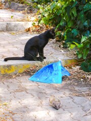 トム＆ジェリー　１　@よい子の住んでるイスタンブール～♪