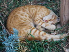 ベツレヘム　馬小屋のネコ　♰