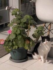 花よ　蝶よと～♡　獣医さんちの子～♪