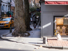 ネコのいる風景～