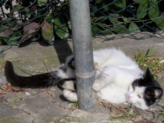 未だズルッと落ちちゃうポールダンス～♪