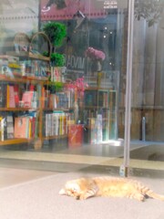 気絶.。o○爆睡ニャン～.。o○～