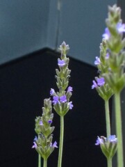 ラベンダー＊花言葉　期待と疑い～