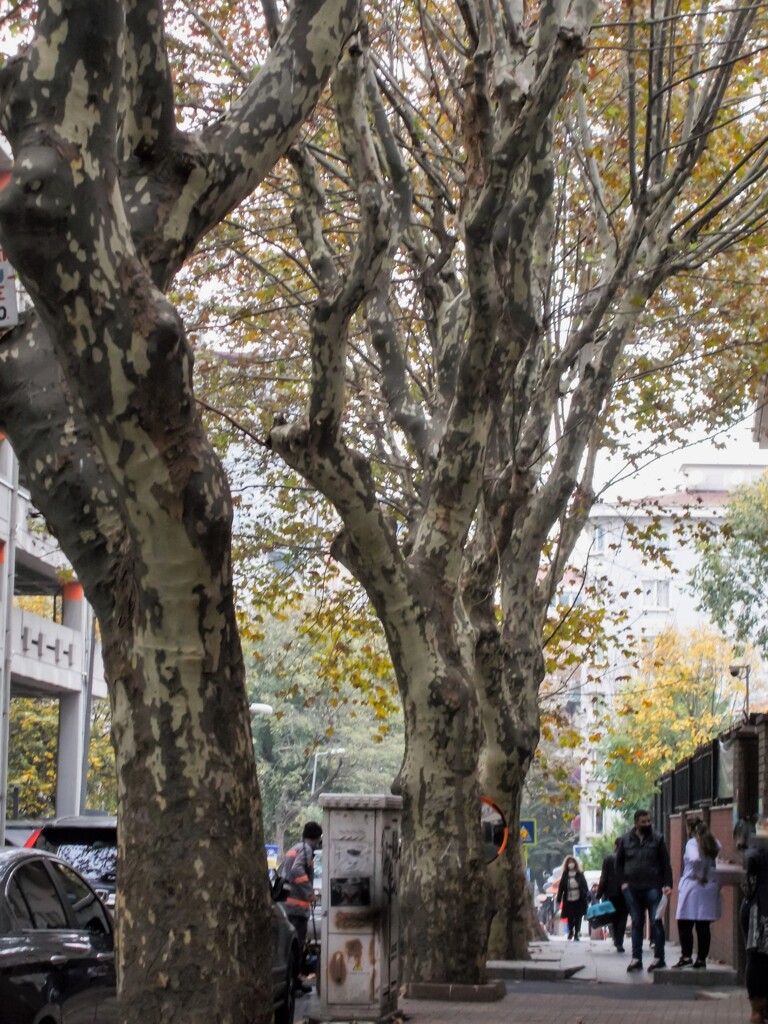 生活の中の樹…　樹の中の生活…