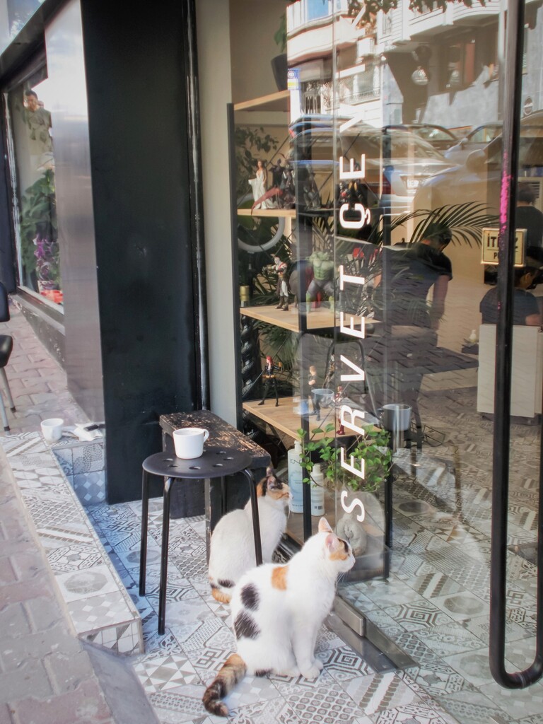 お行儀いい　姉妹ニャン～♡