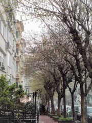 木の芽萌やしの雨の朝。。.。o○～