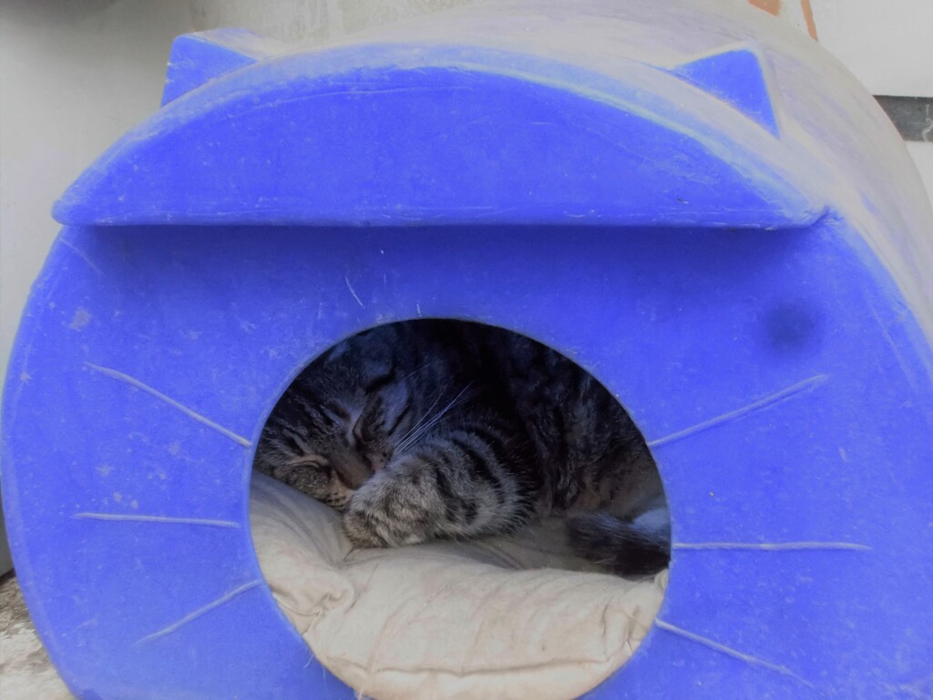 今年用の野良ニャンカプセル～市役所から～