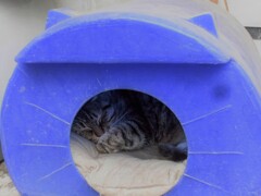 今年用の野良ニャンカプセル～市役所から～