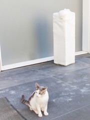 パウダーニャン。。。