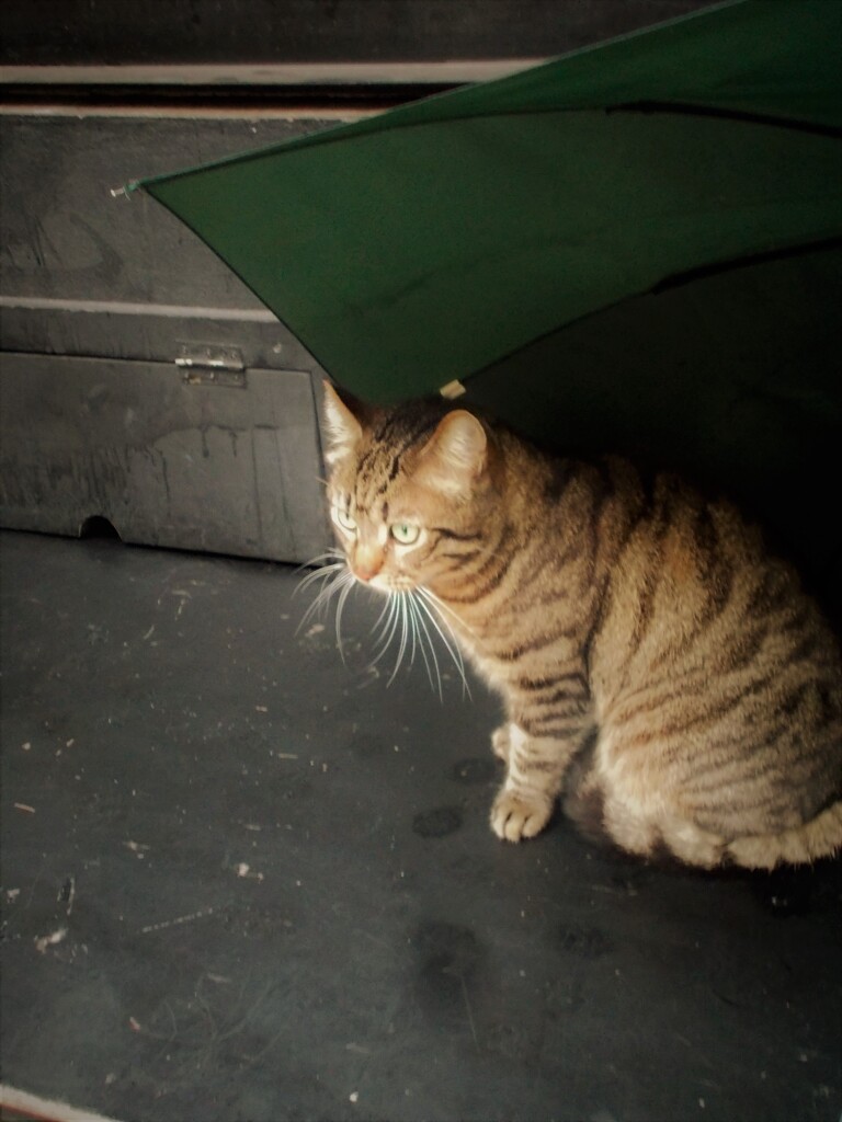 雨宿り～♪
