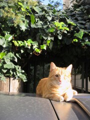 片目をなくしてしまった…美しい子…