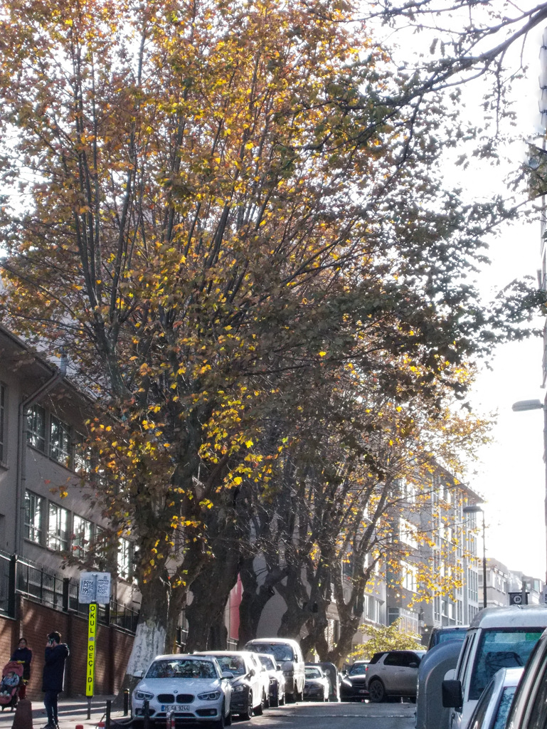 落ち葉の舞い散る路～