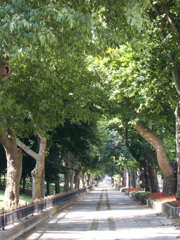 ブールバード沿いの歩道　下るとボスポラス～☆