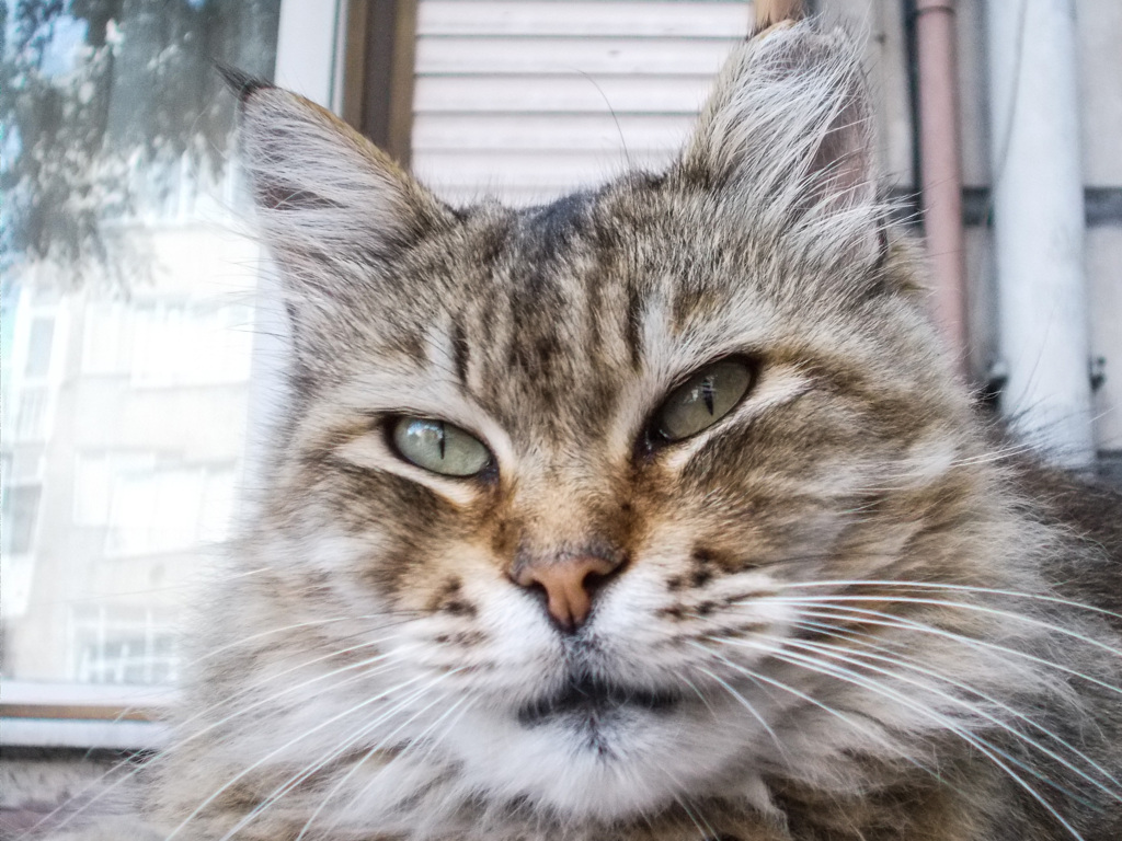 美しい野良ニャン