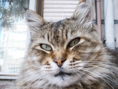 美しい野良ニャン