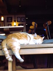 おはらニャン助君のいつもの朝～zzz～