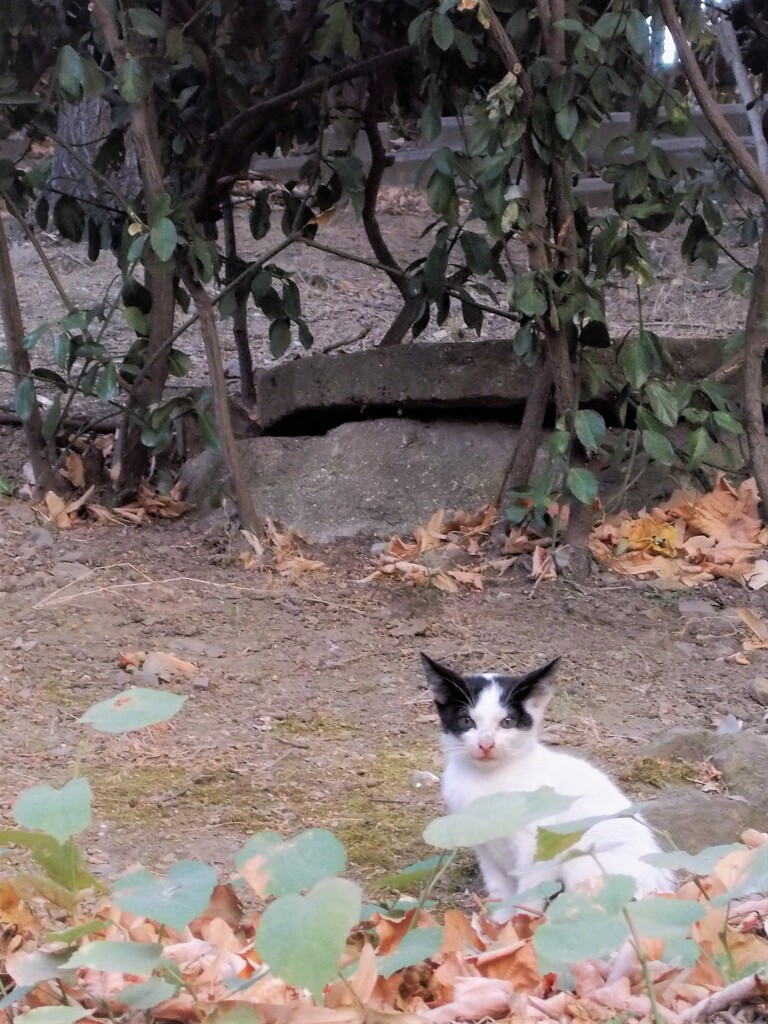 あの美しいお母さんの子～～♡