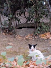 あの美しいお母さんの子～～♡