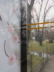 さくら～さくら～♪