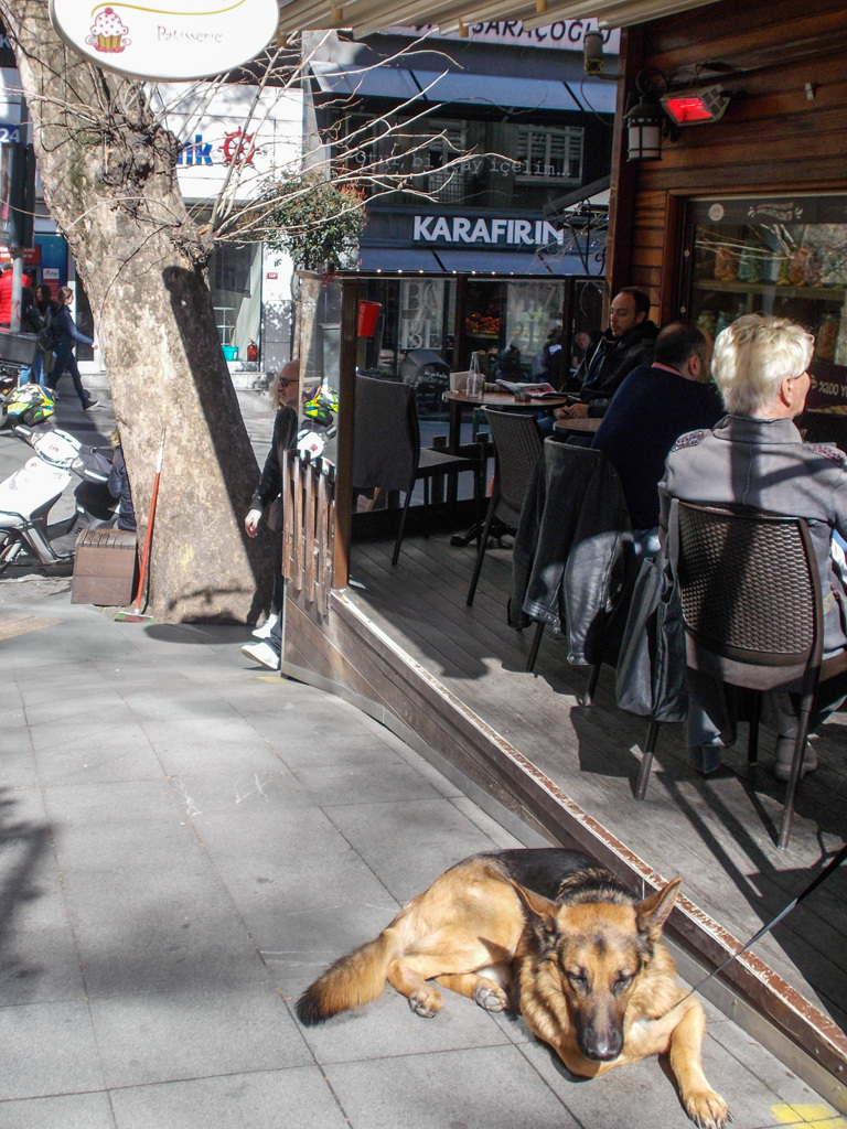 飼い主さんをじっと待つ　お利口だけど退屈な犬～