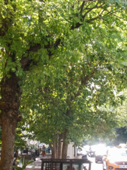 朝の住宅街を抜ける車の行列～