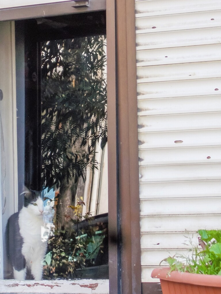 窓辺のネコ～♡