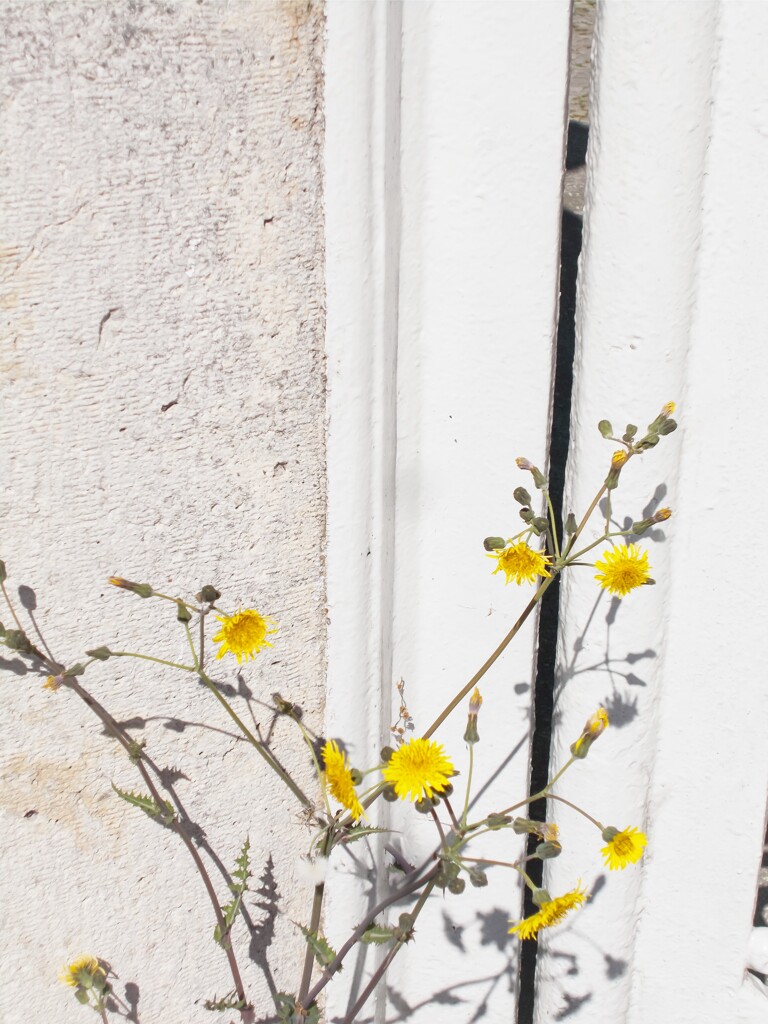 排気ガスいっぱいの道端で…懸命に咲きました…