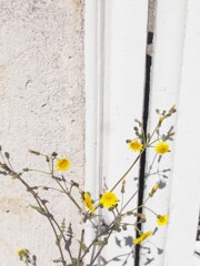 排気ガスいっぱいの道端で…懸命に咲きました…