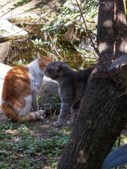 春なのに（だから）イカ耳バトル＊＊＊