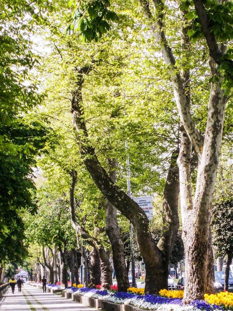 萌える命達…　去年の春…