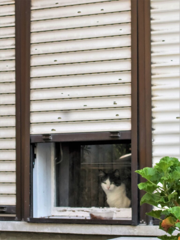 ～おんもへ出たいと待ってるニャン～♪