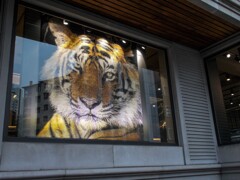 絨毯屋さんちのトラ～